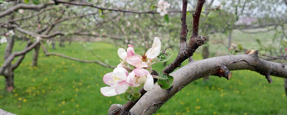 canton-apple-tree-blossum-orchard-r1
