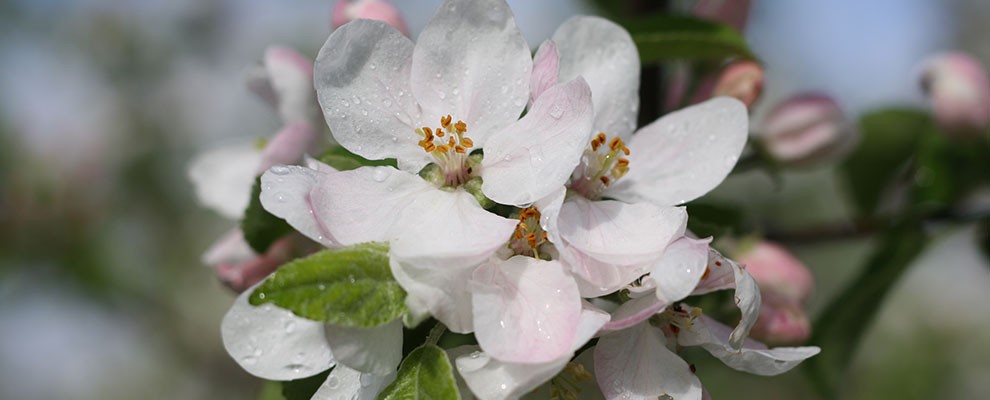 canton-apple-tree-blossum-r1